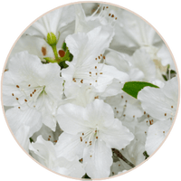 Bacopa