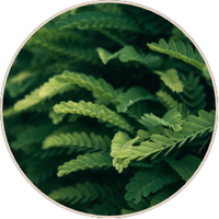 Boswellia