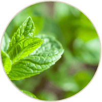 Peppermint