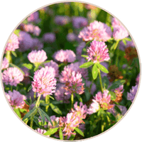 Red Clover
