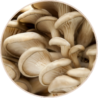 Reishi