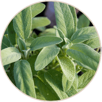Sage Leaf