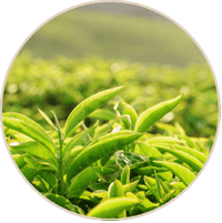 Greenselect Phytosome®